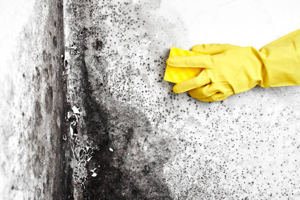 Mold Remediation for Vacation Homes in Cibolo, TX